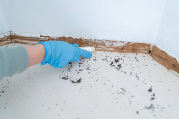 Best Bed Bug Extermination  in Soperton, GA